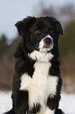 BORDER COLLIE 1130